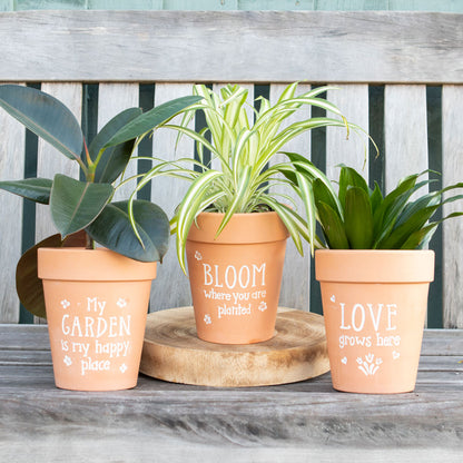 Love Grows Here Terracotta Plant Pot